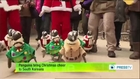 Penguins bring Christmas cheer to South Korea