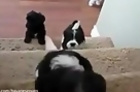 Puppies Vs. Stairs