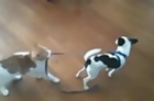 Bossy Cat Drags Dog