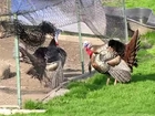 Wild Turkey vs Pet Turkey - Size-up, Intimidate, Spar