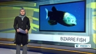 Rare deep-sea fish with transparent head spotted