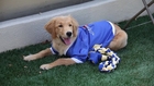 Meet Goldie University of Tulsa's newest four legged ambasador.