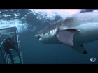 18-Foot Shark Attacks Cage | Great White Serial Killer - Shark Week 2013