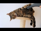 Catnip, Cat & Vacuum Cleaner