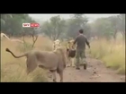 Man playing with wild lions!!