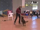 Say Yes Dog Training With Susan Garrett
