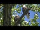 American Eagle - Bald Eagles in the Upper Mississippi River Valley NATURE MINNESOTA  HD !