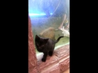 Fish blowing bubbles at kitten