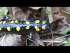 South Carolina Salamanders -- Catching Creation Full Episode