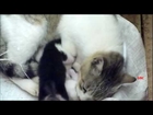 Mama cat feeds adopted kittens
