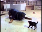 Brave Kitten Stands Up to Dog