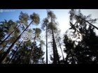 Nature Videos - Regeneration Music, Meditation & Anti-Stress Music - FOREST HARMONY