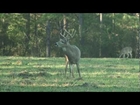 Deer Hunting Mature Bucks in Alabama During the Rut - The Management Advantage #25