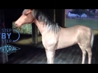 The Sims 3 Pets - How to achieve making a pretty horse - Tips & Tricks