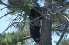 Bear Up a Tree Locks Down Schools in Albuquerque