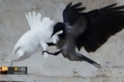 Doves Released at Vatican Attacked by Crow and Seagull