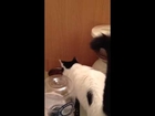 Dagny vs auto feeder (Cute kitten and first time her auto feeder goes off)