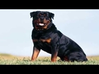 Top 10 popular big dog breeds