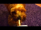 Dog tricks - Yorkshire terrier