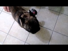 french bulldog rescue california | see french bulldog