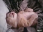 Cat Hugs Baby Kitten Having Nightmare