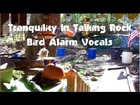Tranquility: Bird Alarm Vocals 2013.02.21 (FeederWatch)