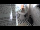 Cats Playing In Shower Curtain