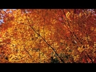 紅葉Autumnal leaves