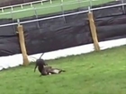 Victims of Ireland's cruel hare coursing