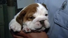 English Bulldog puppies rescued in Calif.