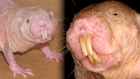 Can The Naked Mole Rat Cure Cancer?
