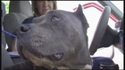 Dog from California found in Brevard County, Fla.