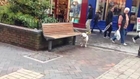 Weird Screaming Dog _ Funny Videos