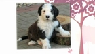 Old English Sheepdogs For Sale